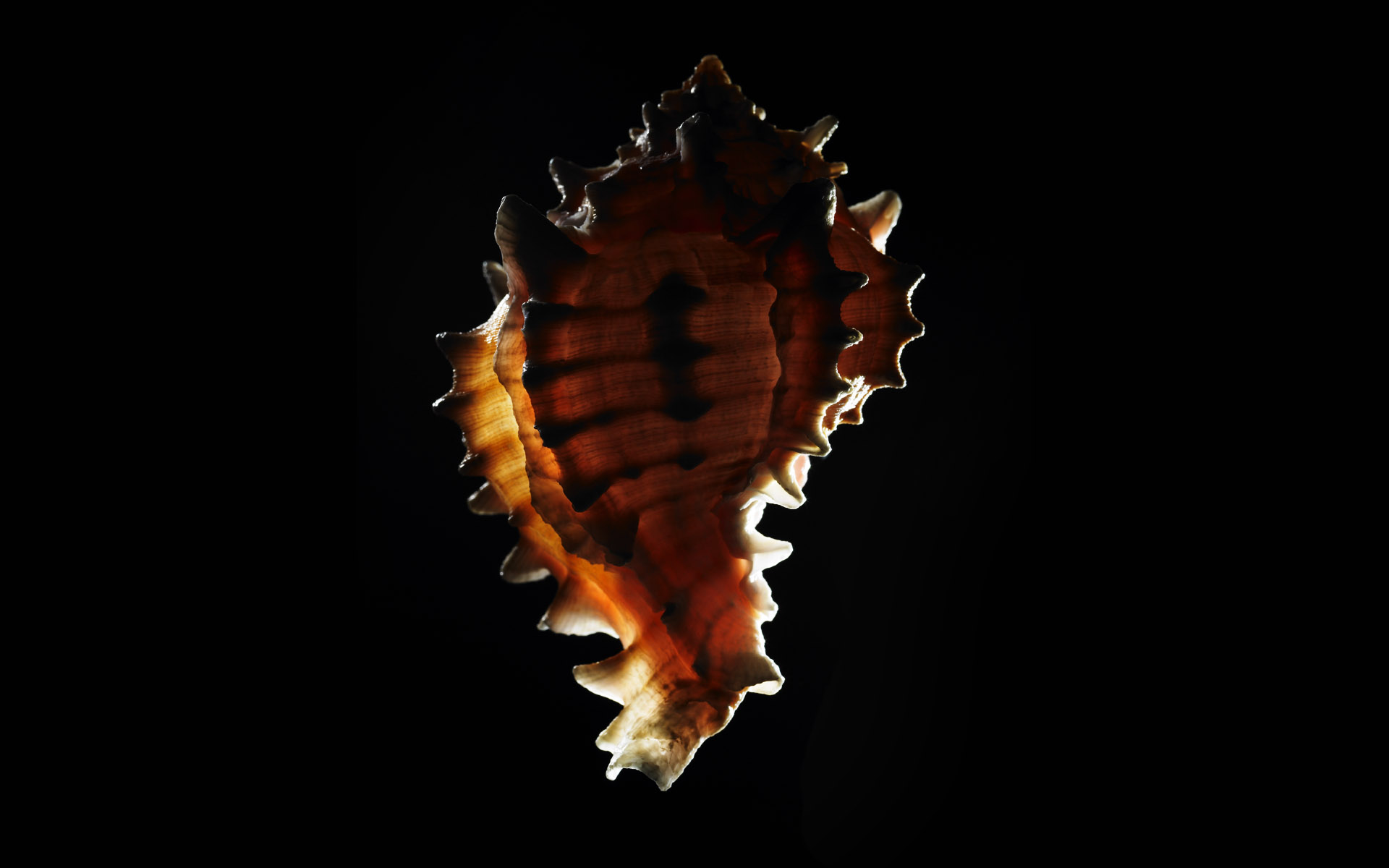 【Windows7壁纸】1920x1200高清壁纸 千年生物