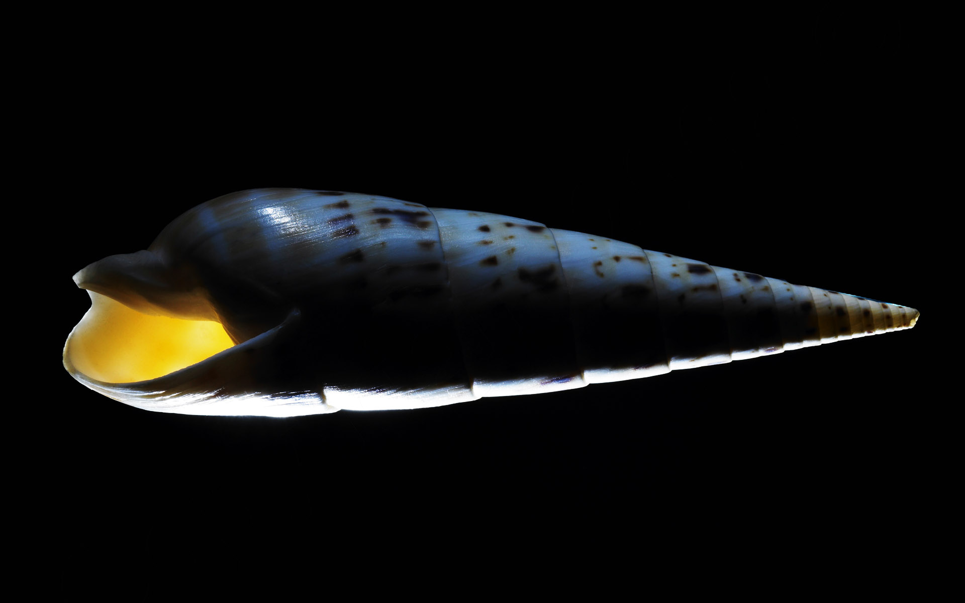 【Windows7壁纸】1920x1200高清壁纸 千年生物