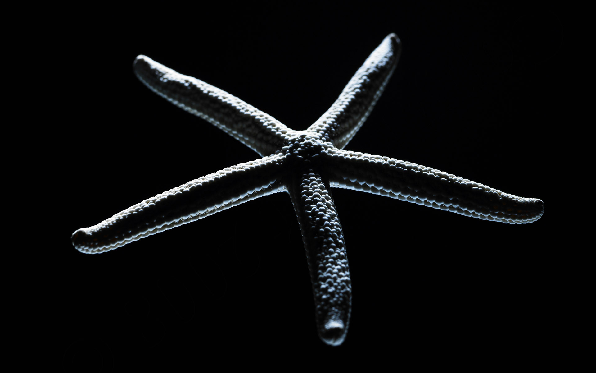 【Windows7壁纸】1920x1200高清壁纸 千年生物