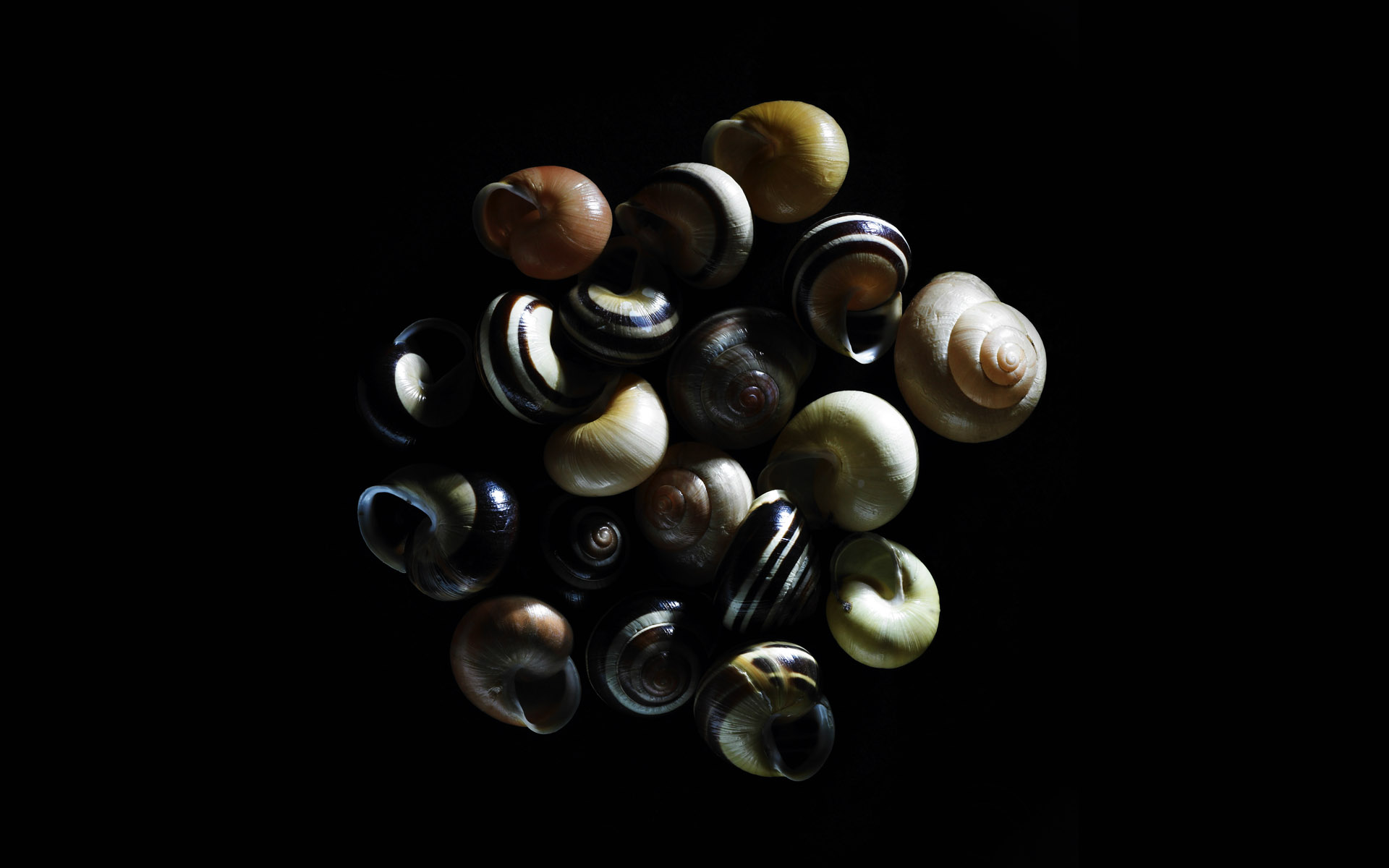 【Windows7壁纸】1920x1200高清壁纸 千年生物