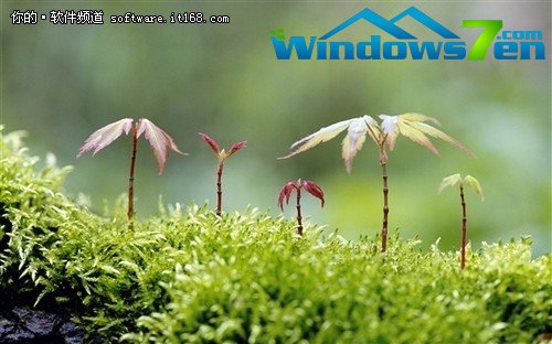 微软发布Win7新主题《森林》和《树苗》