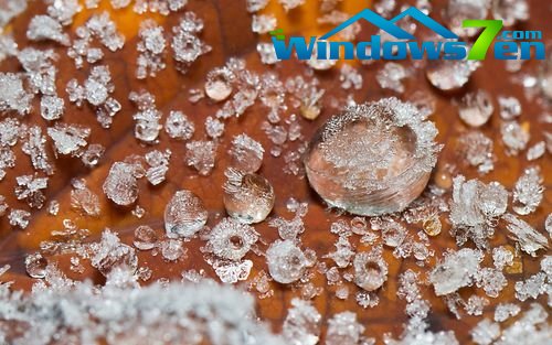 冰与植物的碰撞！Win7主题《冰霜》壁纸