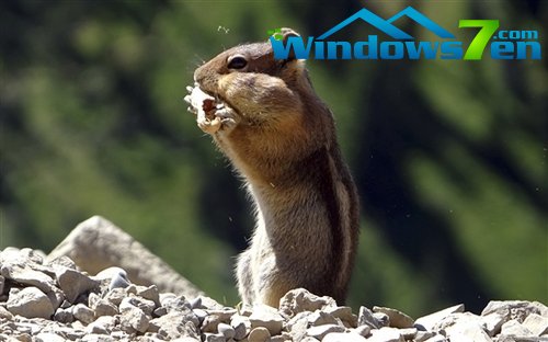 微软推出Windows7 RSS动态主题《动物》