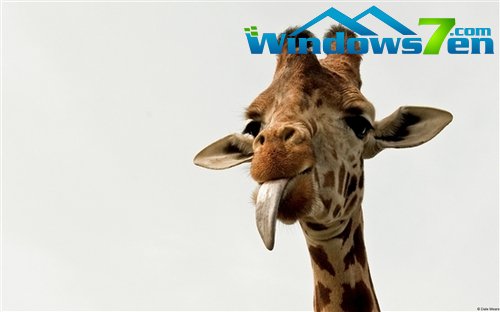 微软推出Windows7 RSS动态主题《动物》