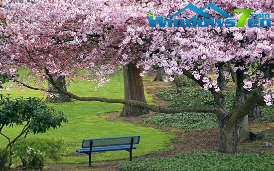 Windows 7官方主题：樱花