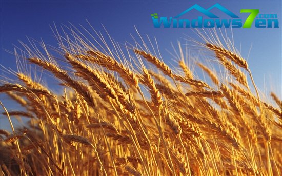 Windows 7迷人主题：“收获的季节”