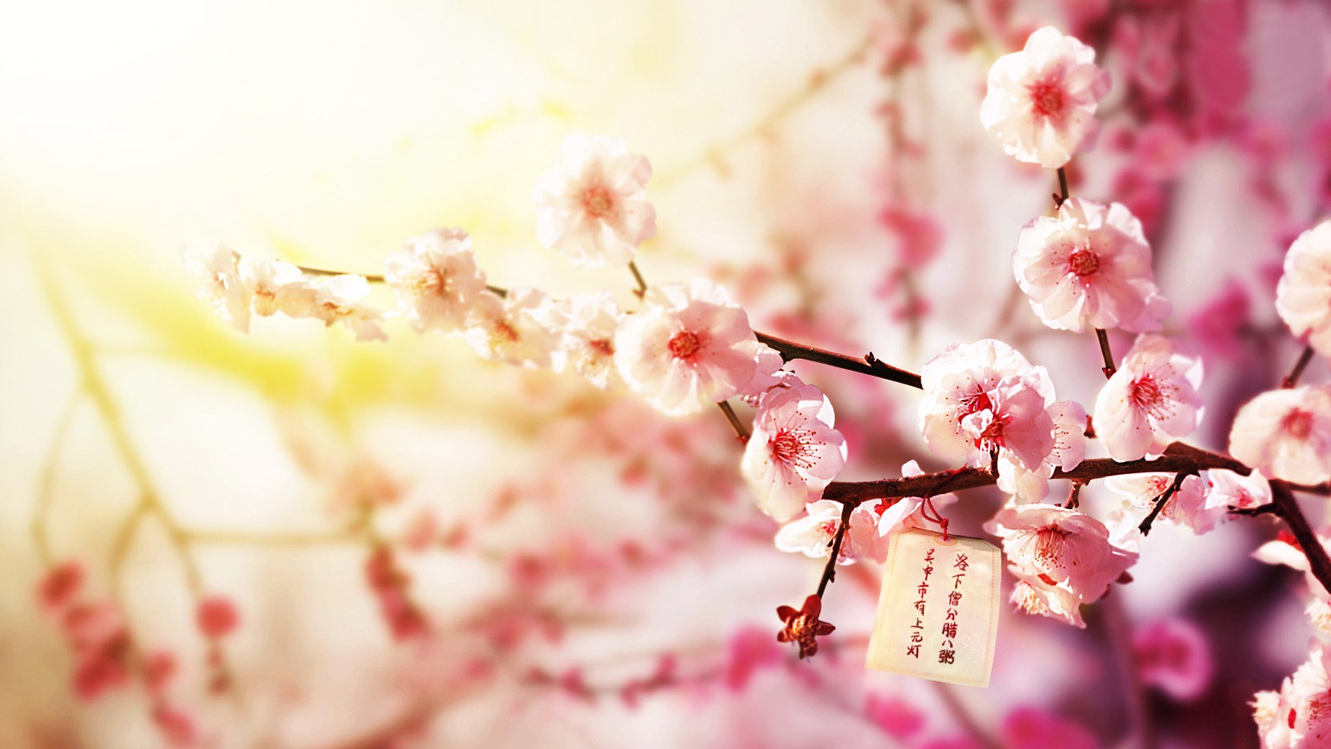 1493344472121444.jpg windows7桌面壁纸